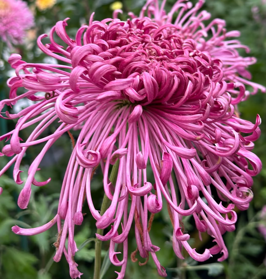 🌻GFOUK® Rare Spider 10+ Chrysanthemum Seeds 🌻