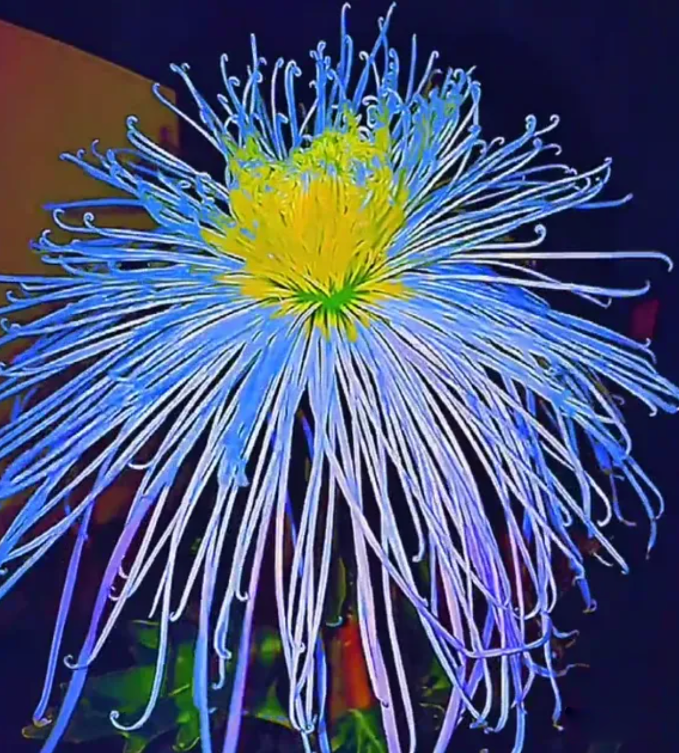 🌻GFOUK® Rare Spider 10+ Chrysanthemum Seeds 🌻