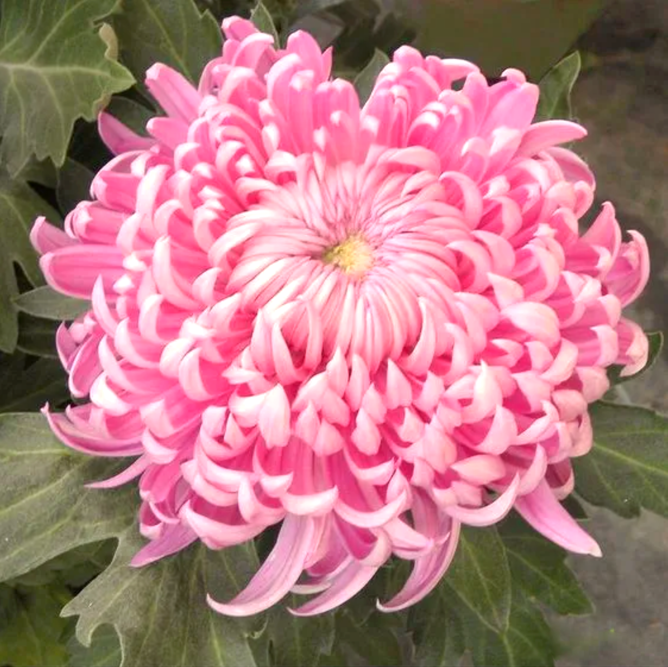 🌻GFOUK® Rare Spider 10+ Chrysanthemum Seeds 🌻