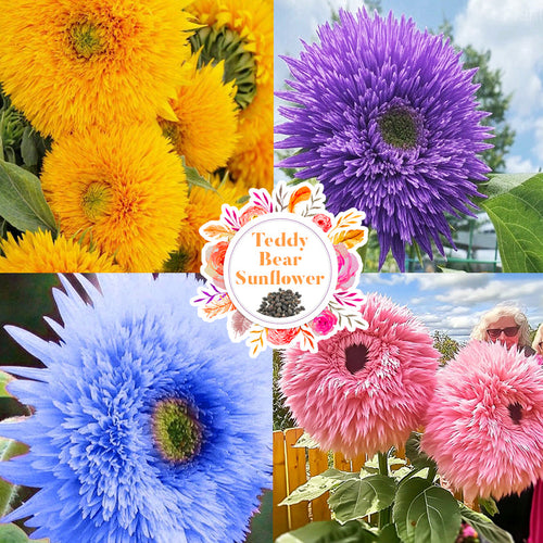 🌻 GFOUK® Organic Teddy Bear Sunflower Seeds 🇺🇸 Cultivated in USA