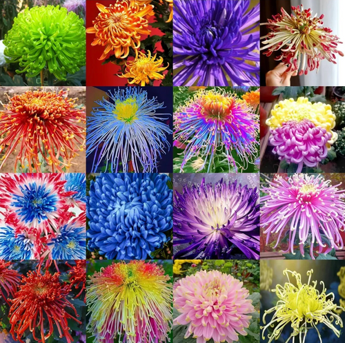 🌻GFOUK® Rare Spider 10+ Chrysanthemum Seeds 🌻