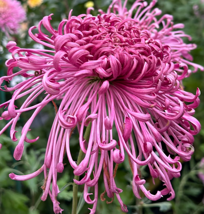 🌻GFOUK® Rare Spider 10+ Chrysanthemum Seeds 🌻
