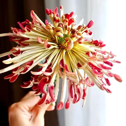 🌻GFOUK® Rare Spider 10+ Chrysanthemum Seeds 🌻