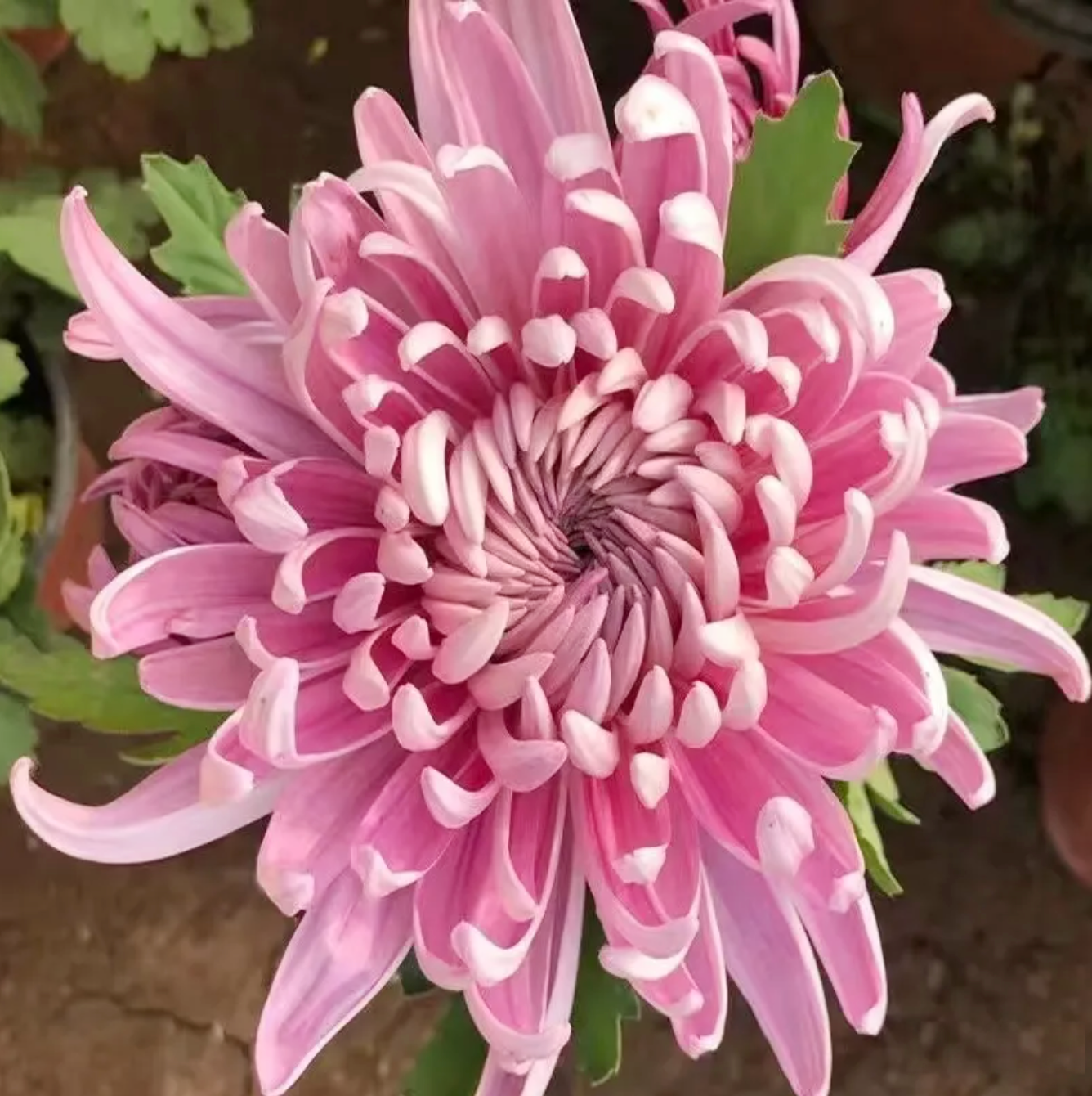 🌻GFOUK® Rare Spider 10+ Chrysanthemum Seeds 🌻