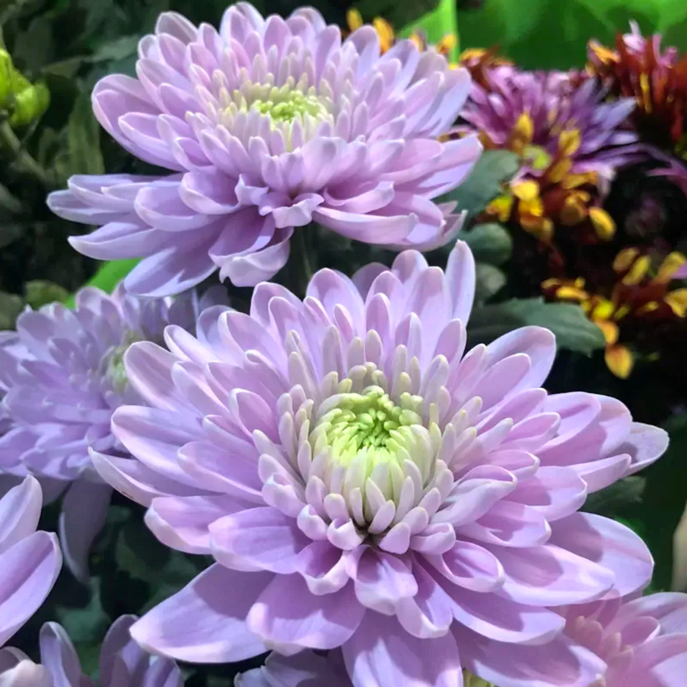 🌻GFOUK® Rare Spider 10+ Chrysanthemum Seeds 🌻