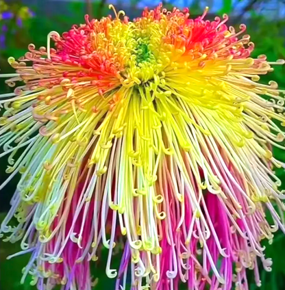 🌻GFOUK® Rare Spider 10+ Chrysanthemum Seeds 🌻