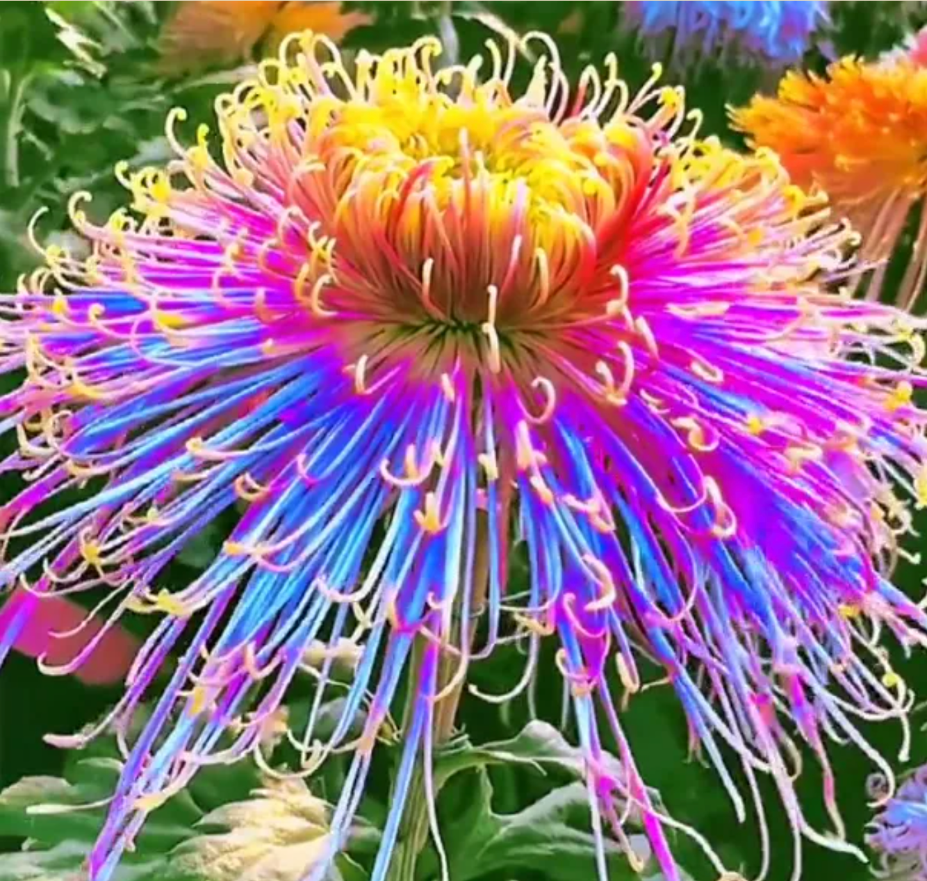 🌻GFOUK® Rare Spider 10+ Chrysanthemum Seeds 🌻