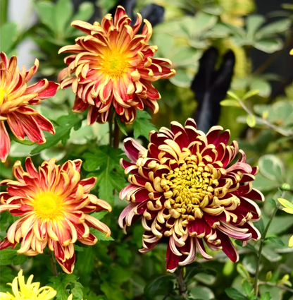 🌻GFOUK® Rare Spider 10+ Chrysanthemum Seeds 🌻