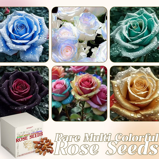 🌹 Rose Seeds - Wall Climbing Varieties 🇺🇸 Cultivated and Shipped from USA