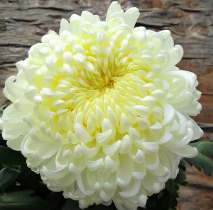 🌻GFOUK® Rare Spider 10+ Chrysanthemum Seeds 🌻