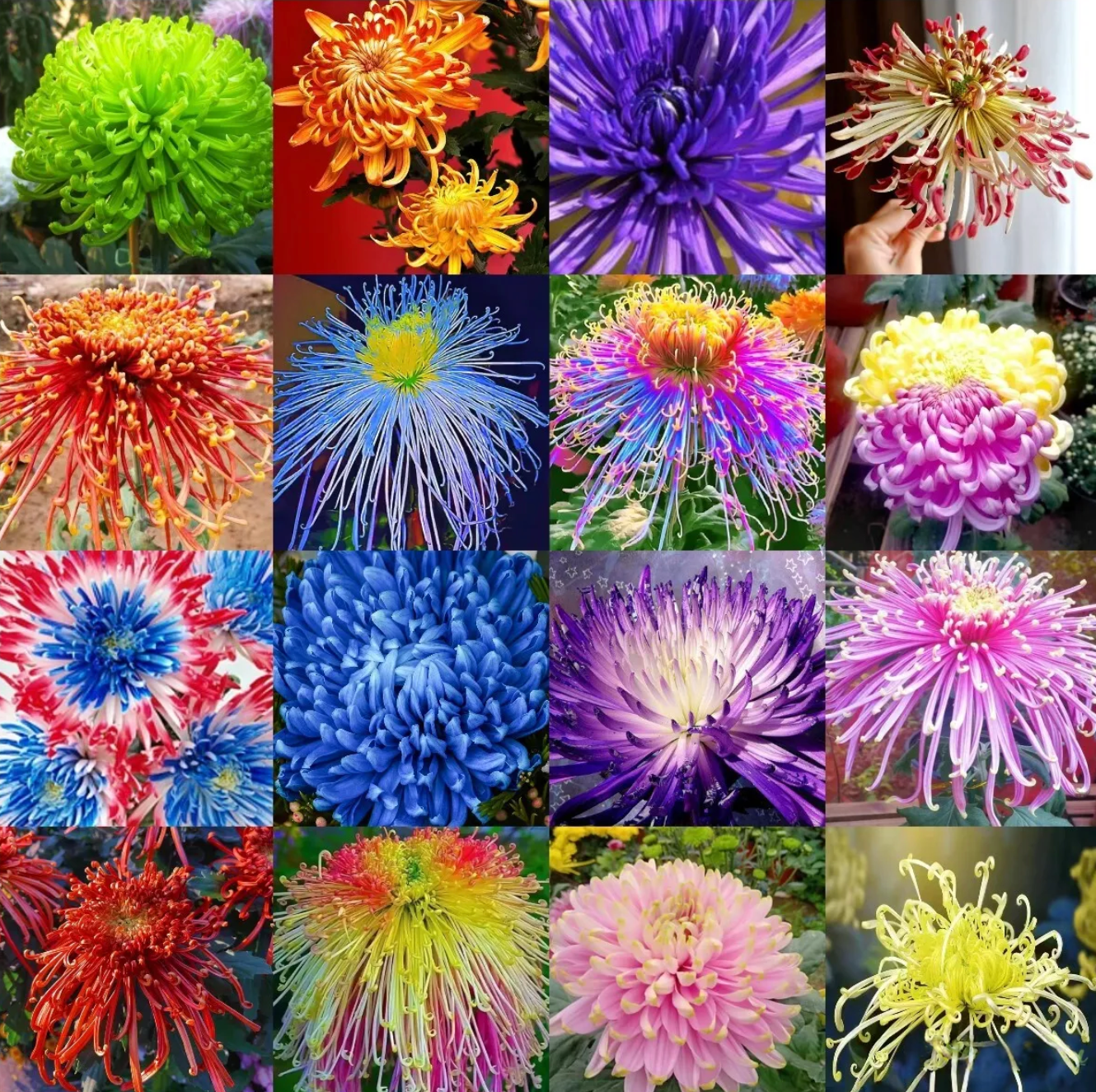 🌻GFOUK® Rare Spider 10+ Chrysanthemum Seeds 🌻